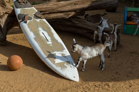 Surfing goat dairy - After the gardens, we went to Surfing Goat Dairy Farm. we spent most of day 3 of our vacation in upcountry. Touring farms, gardens, and distilleries. We samp...